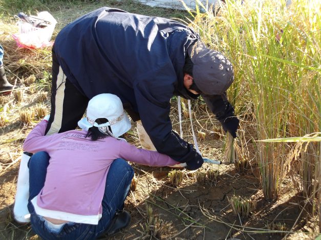 稲刈り:放課後デイサ-ビスの仲間たち‼