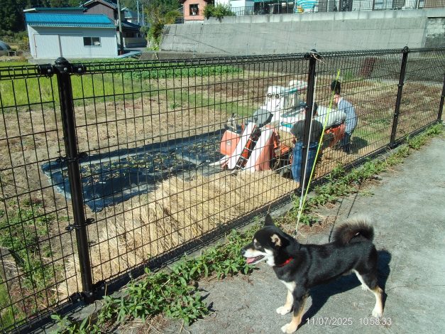 親子で植えて親子で刈った 天日乾燥米‼